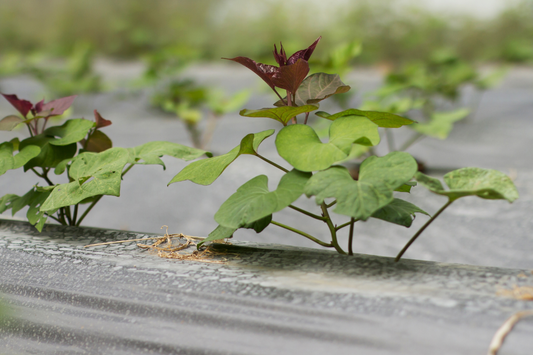 Growing Sweet Potatoes on Black Plastic