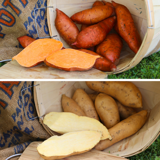 Northern Garden Collection - Sweet Potato Plants from Steele Plant Company