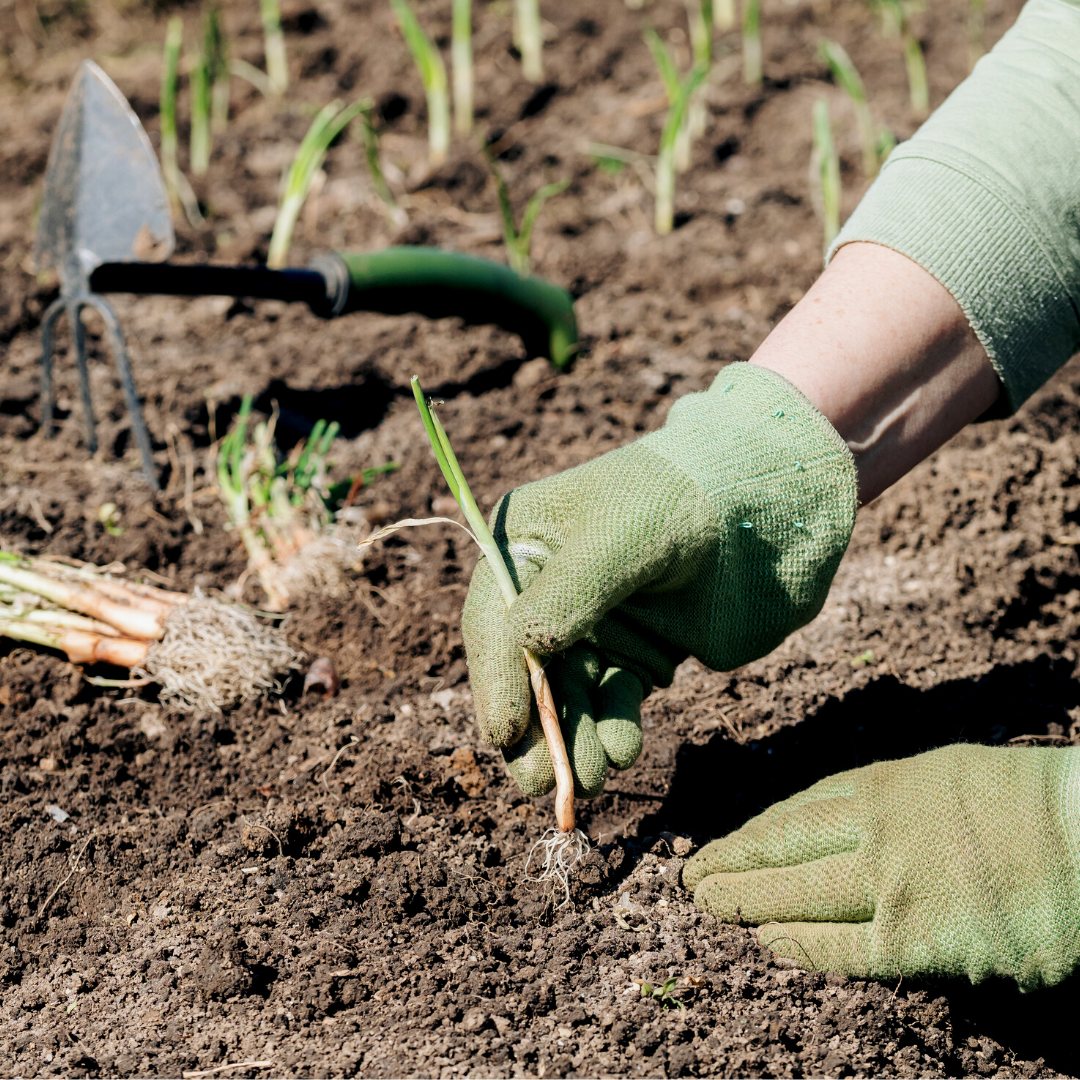 Planting Onion Plants in the Backyard Garden