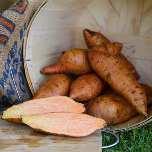 Bunch Porto Rico Sweet Potato Plants - Steele Plant Company