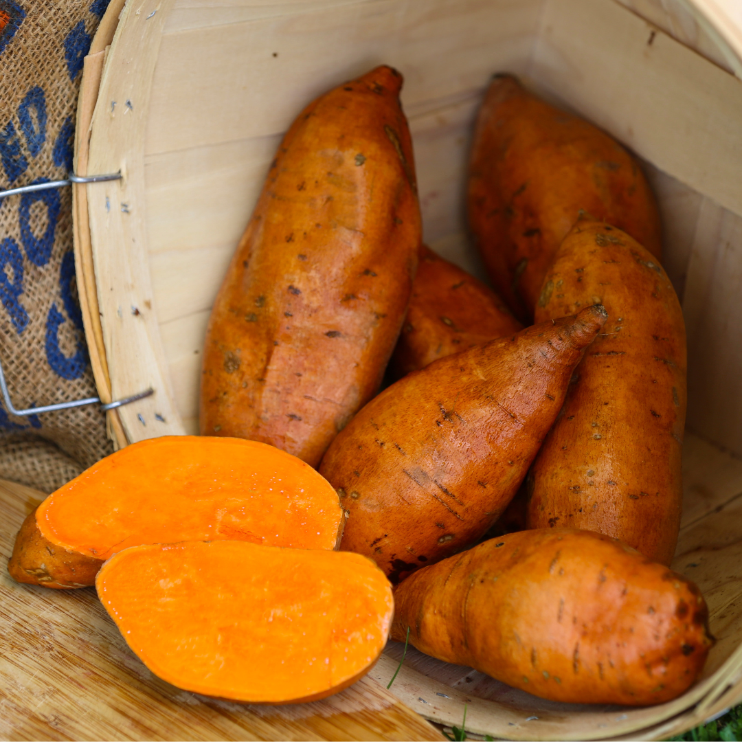 Centennial Sweet Potato Plants Heirloom Steele Plant Company