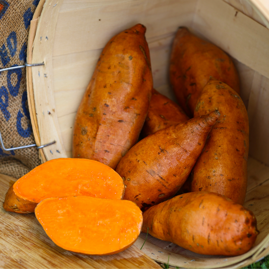 Centennial Sweet Potato Plants - Steele Plant Company