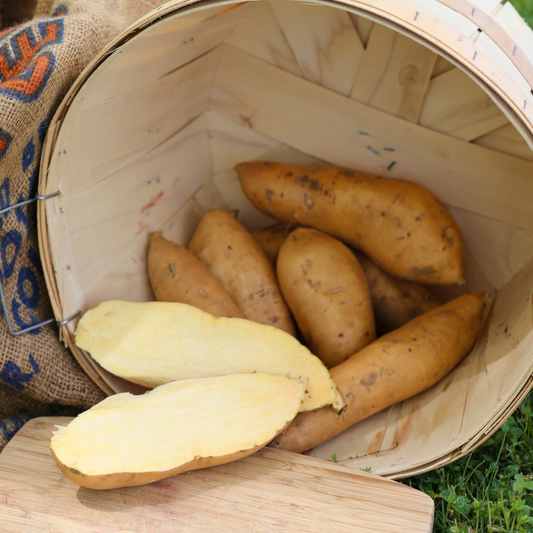 O'Henry Sweet Potato Plants - Steele Plant Company