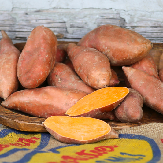 Orleans Sweet Potato Plants - Steele Plant Company