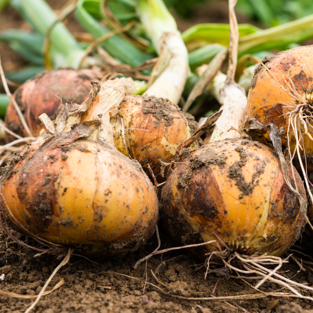 Texas 1015 Supersweet Onion Plants - Steele Plant Company