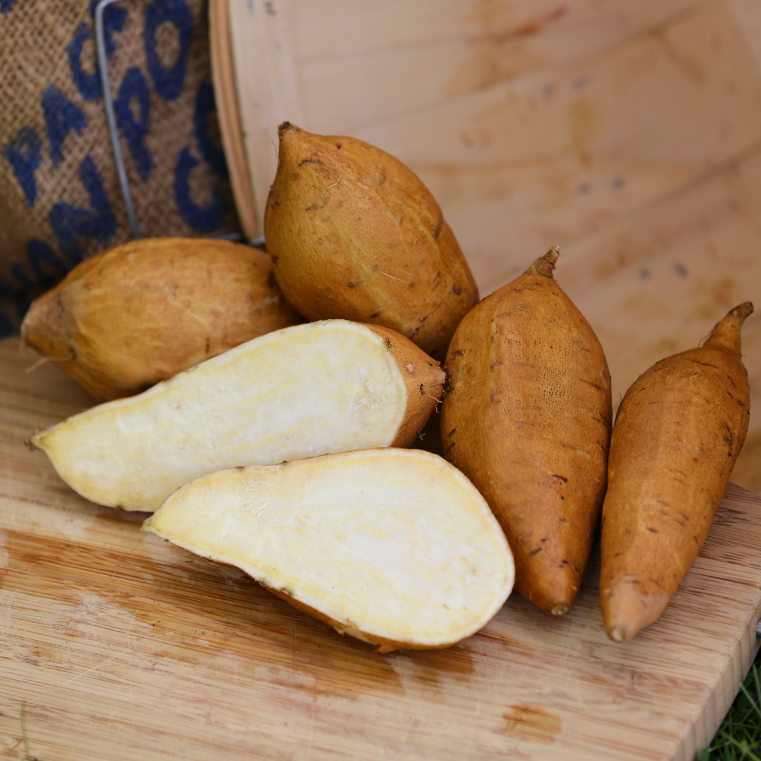 White Yam Sweet Potato Plants - Steele Plant Company