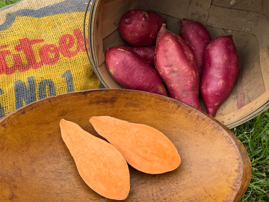 Bayou Belle Sweet Potato Plants