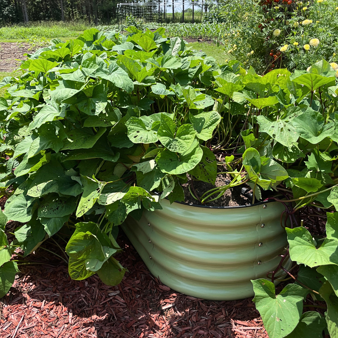 Container Garden Collection - Sweet Potato Plants from Steele Plant Company