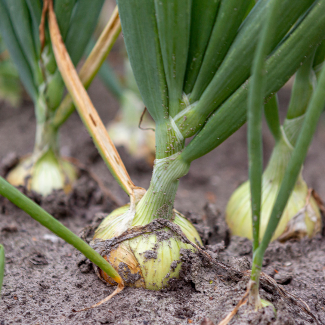 The Importance of Weeding Around Your Onion Plants