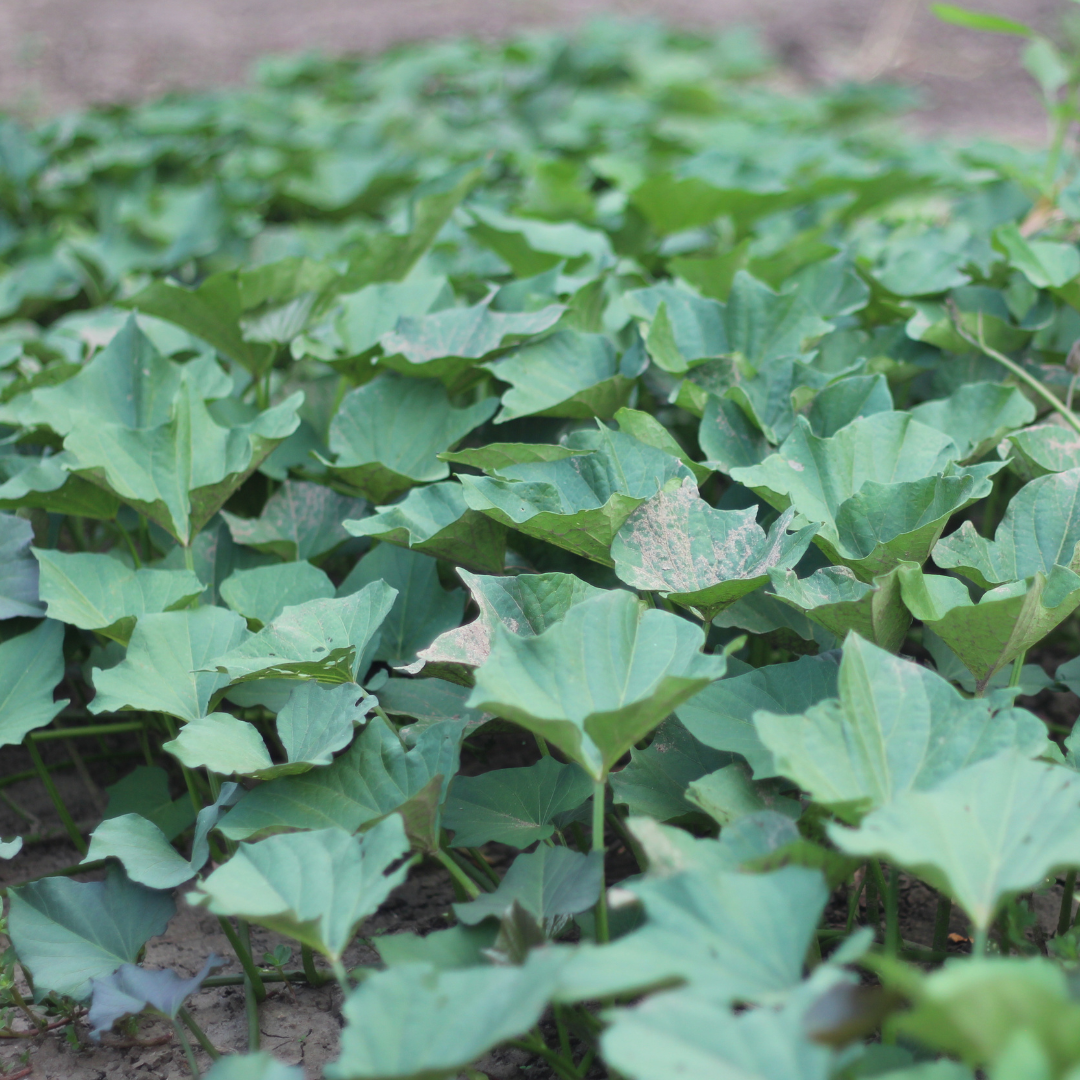 Sweet Potato Vines Growing in the Backyard Garden