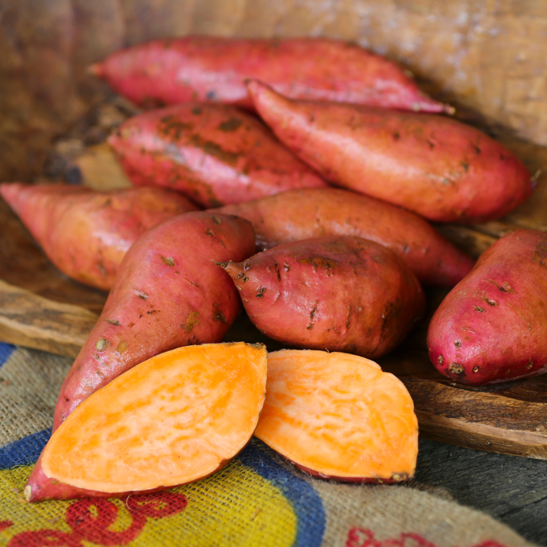 Georgia Jet Sweet Potato Plants - Steele Plant Company