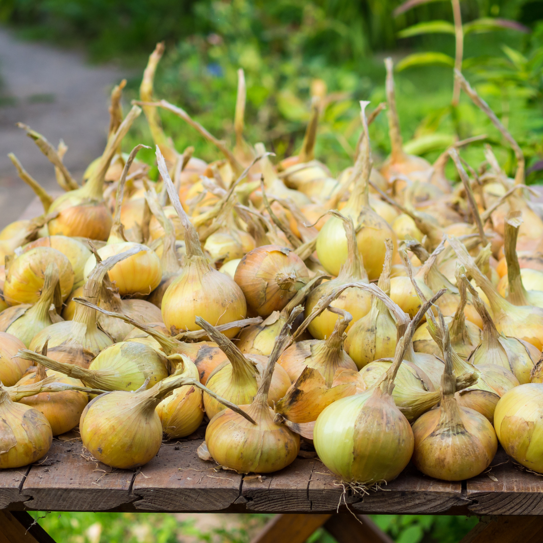 How to Store Onions After Harvesting