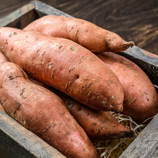 sweet-potato-growing-tips-6-helpful-steps-steele-plant-company