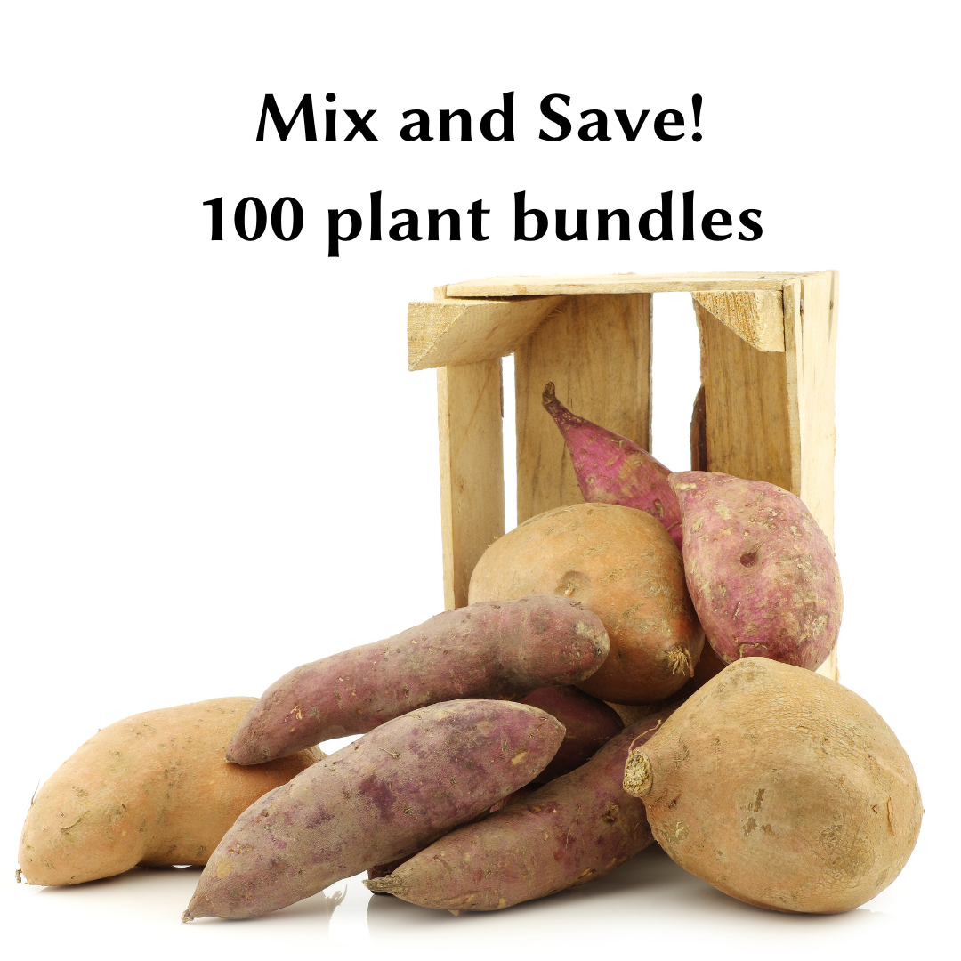 Mixed 100 Plant Bundles - Sweet Potato Plants from Steele Plant Company