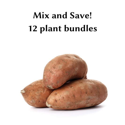 Mix and Save 12 Plant Bundles - Sweet Potato Plants from Steele Plant Company