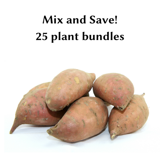 Mixed 25 Plant Bundles - Sweet Potato Plants from Steele Plant Company