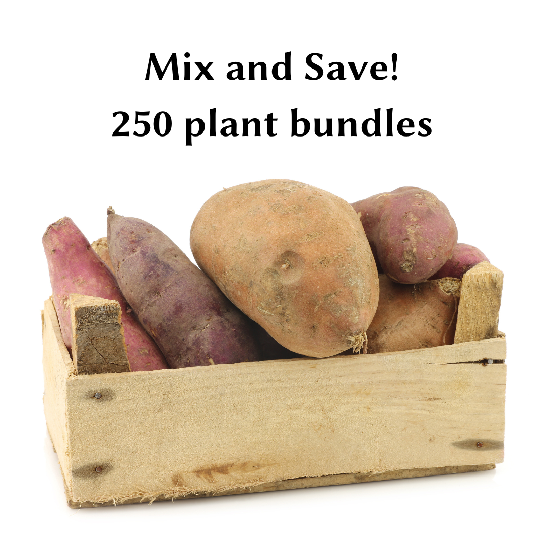 Mixed 250 Plant Bundles - Sweet Potato Plants from Steele Plant Company