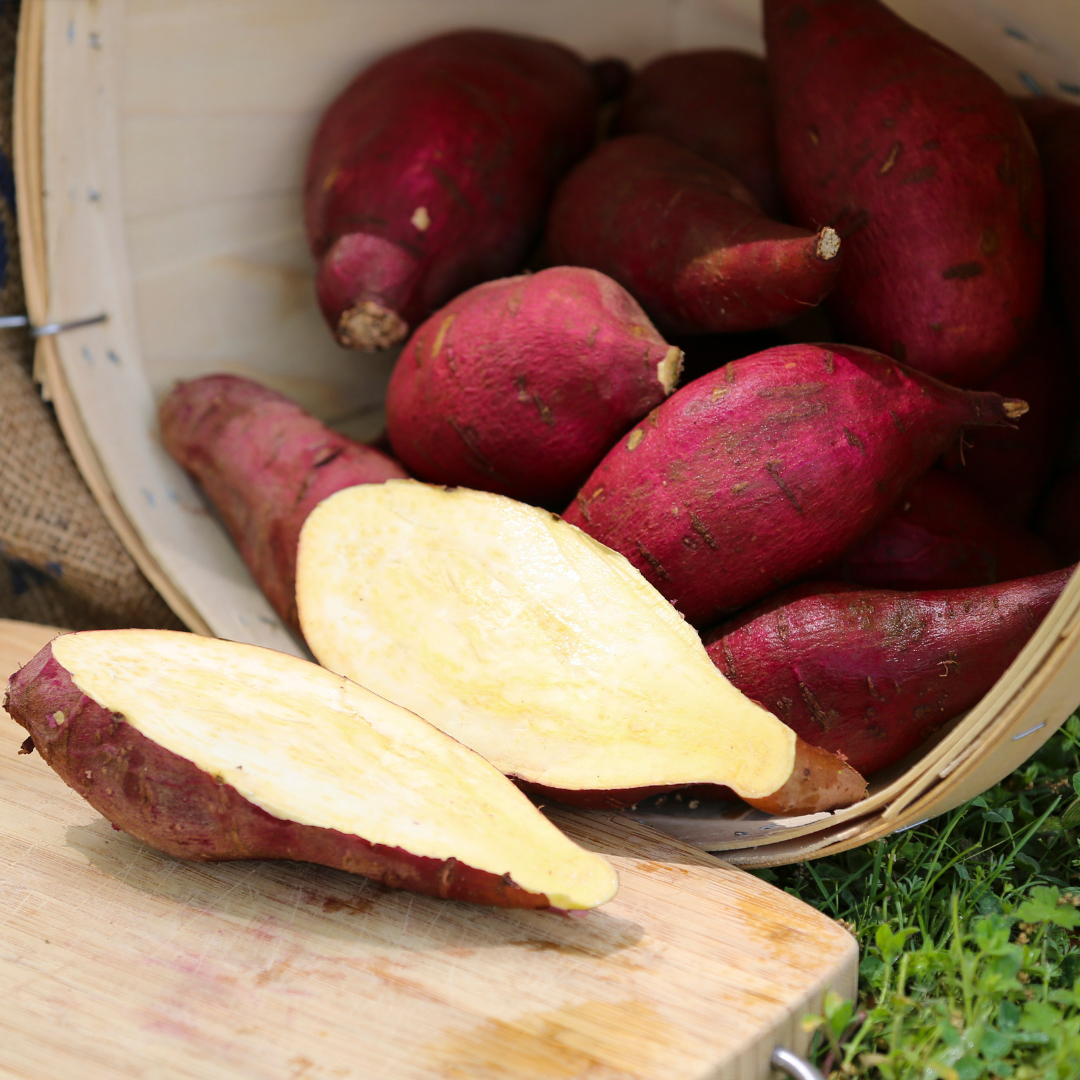 Murasaki Sweet Potato Plants - Steele Plant Company