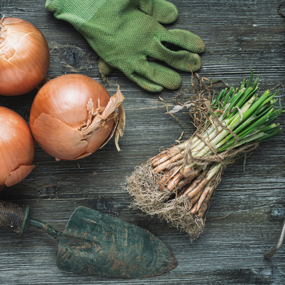 Onion Plants from Steele Plant Company