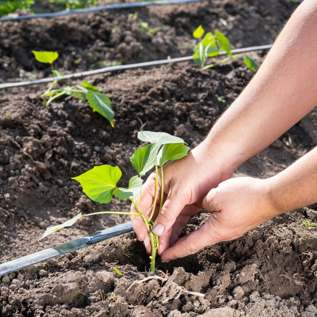 Planting Sweet Potato Plants in the Garden