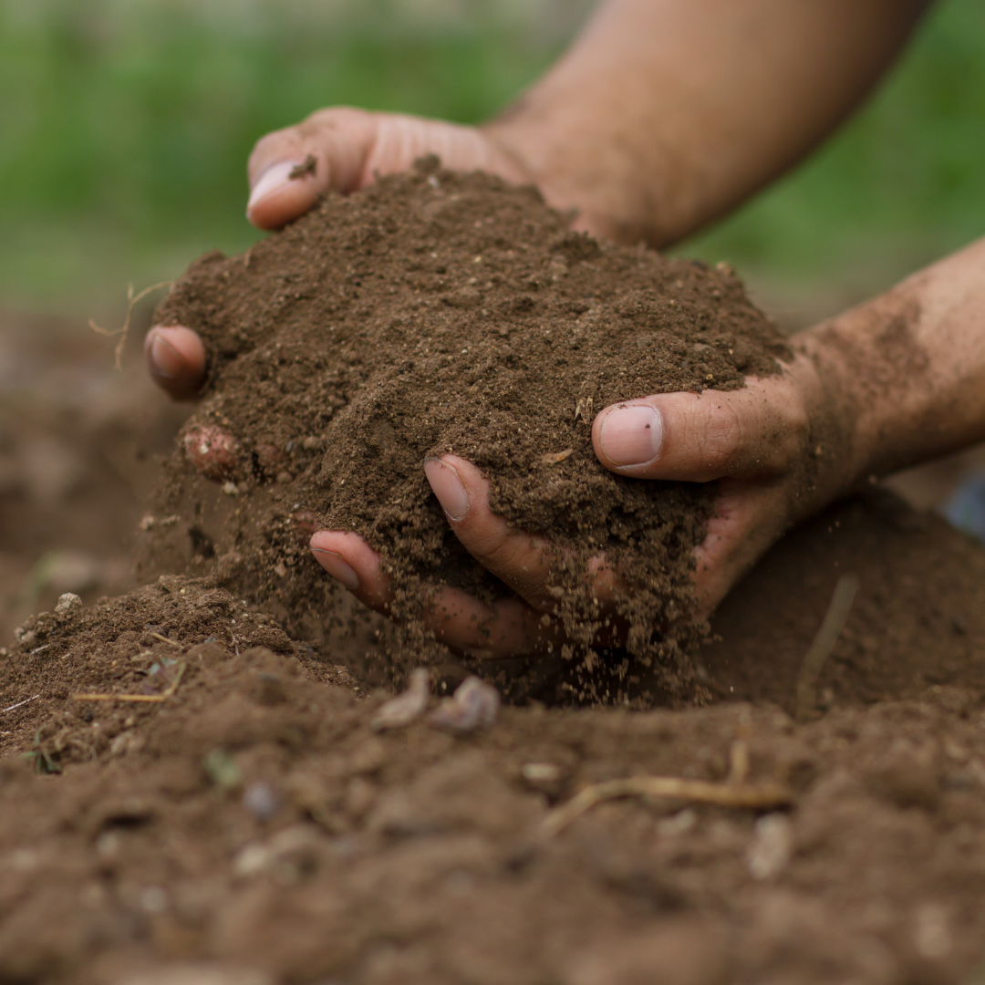 Preparing Soil to Plant Sweet Potatoes