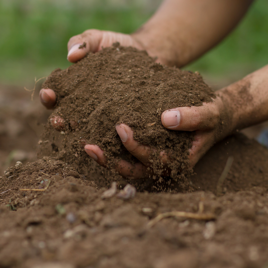 sweet-potato-growing-tips-6-helpful-steps-steele-plant-company