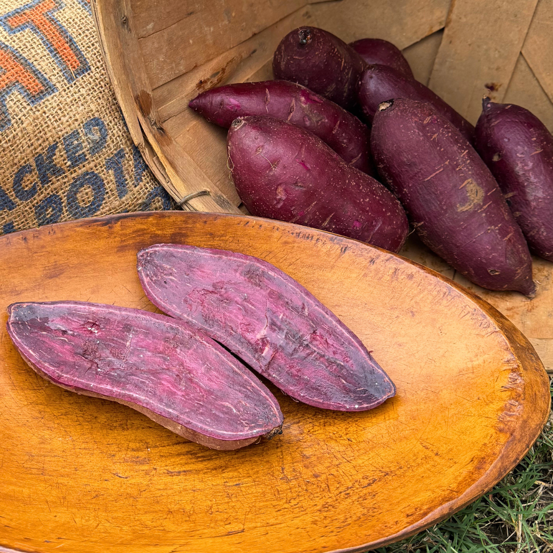 Purple Majesty Sweet Potato Plants | Steele Plant Company