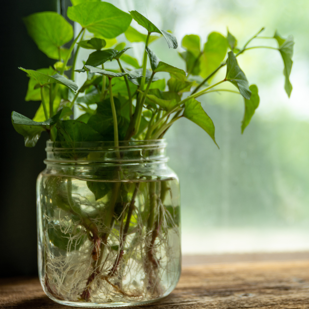 Sweet Potato Plants in Glass Jar of Water