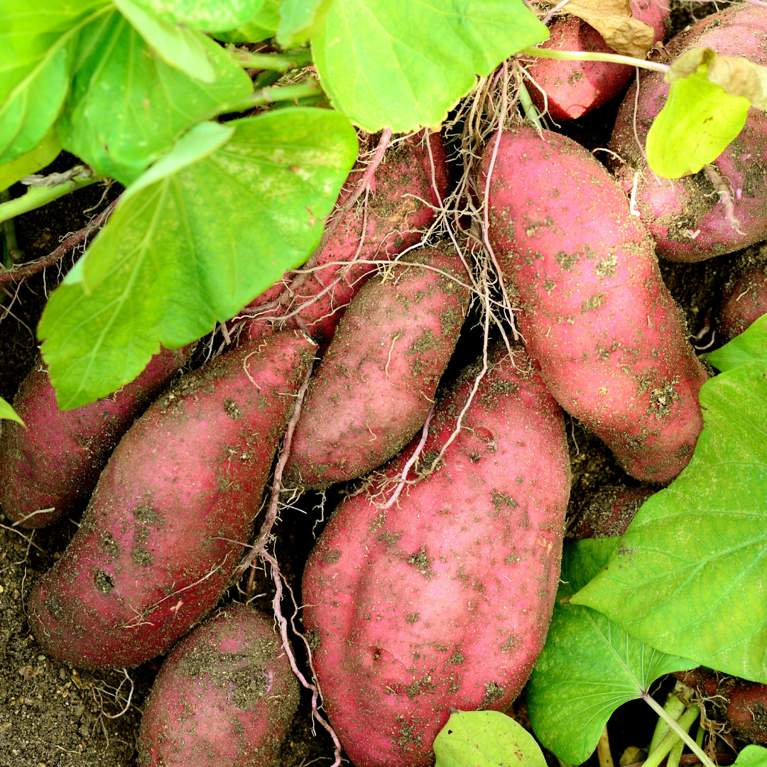Supreme Variety Collection - Sweet Potato Plants from Steele Plant Company