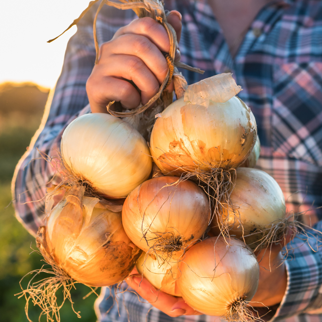 Onion Plants Short Intermediate Long Day Steele Plant Company onion-plants-short-intermediate-long-day-steele-plant-company