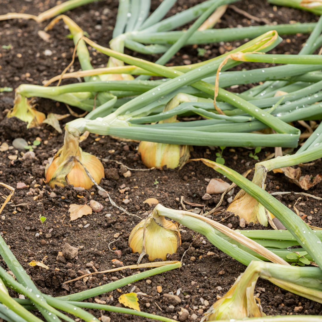 When to Harvest Onions in the Backyard Garden
