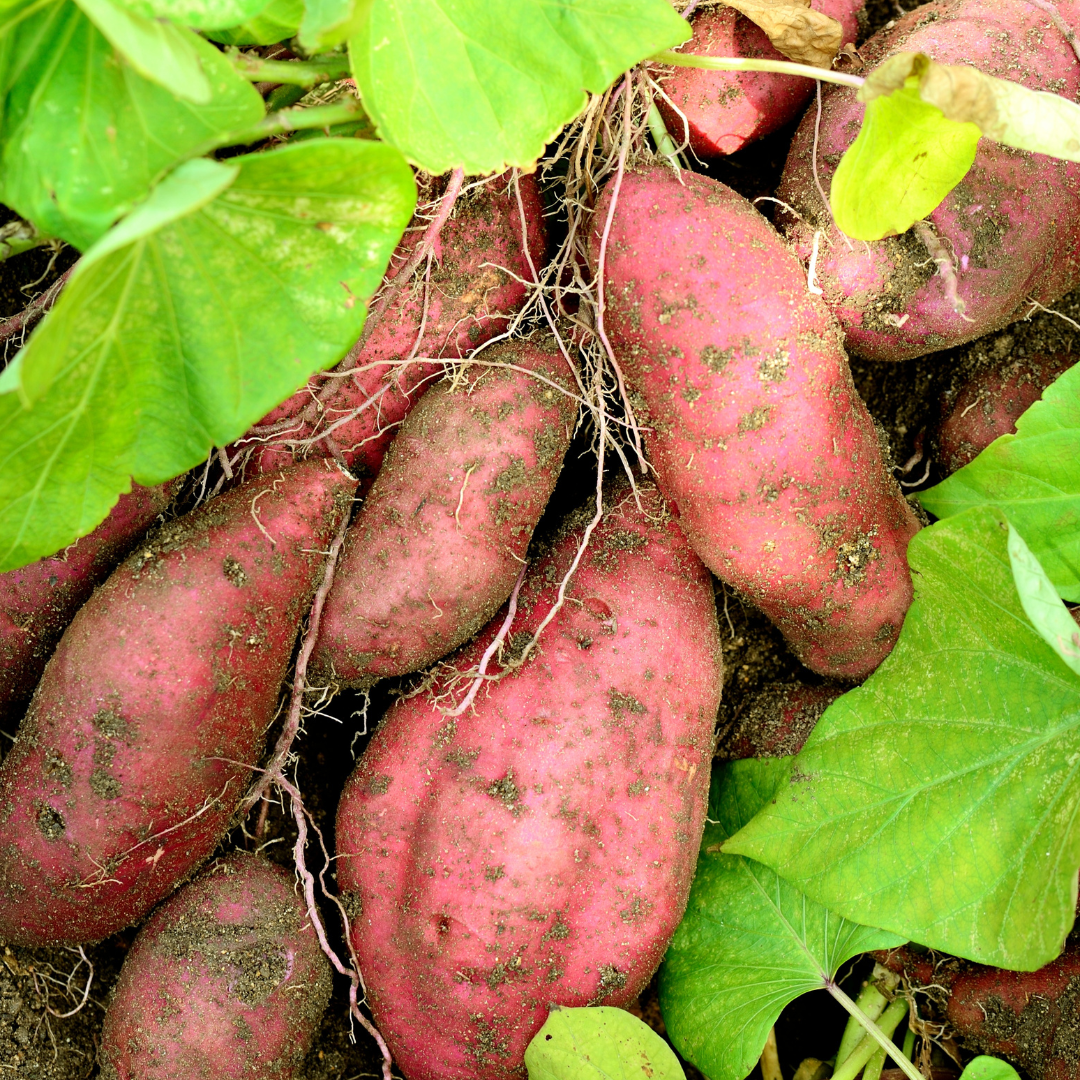 Sweet Potato Harvest from the Backyard Garden