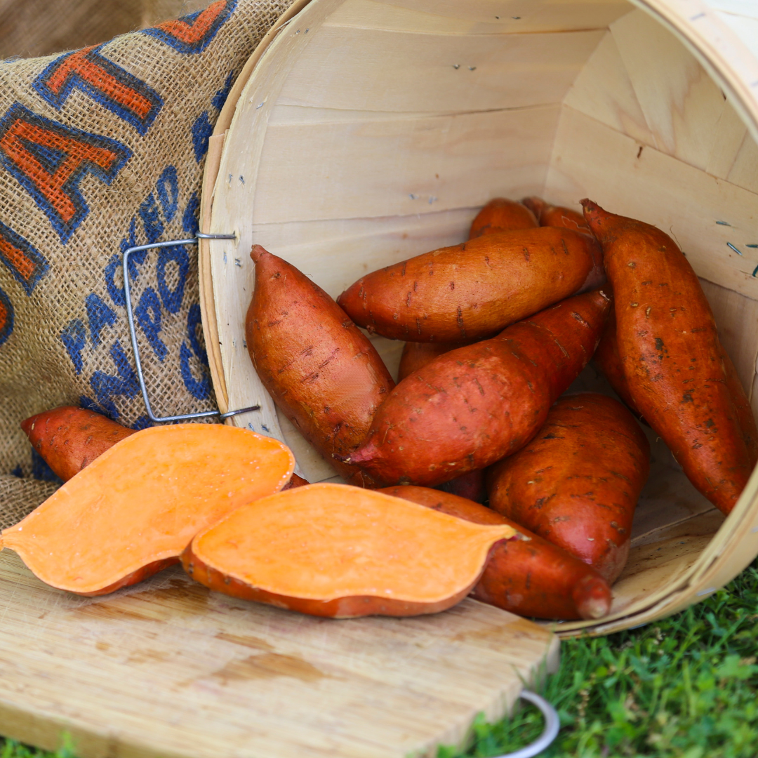 Beauregard Sweet Potato Plants - Steele Plant Company