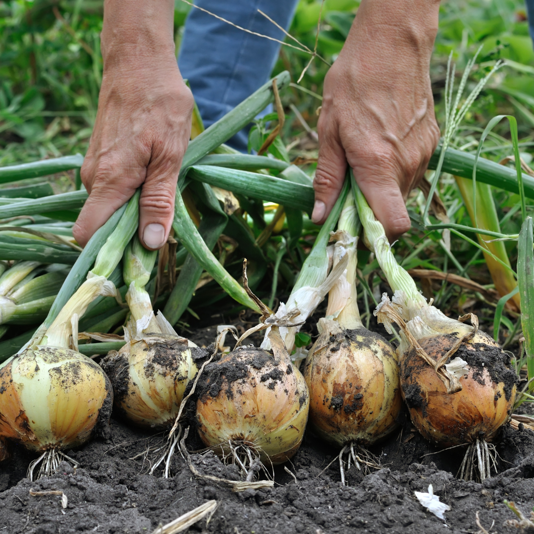 Candy Hybrid Onion Plants - Steele Plant Company