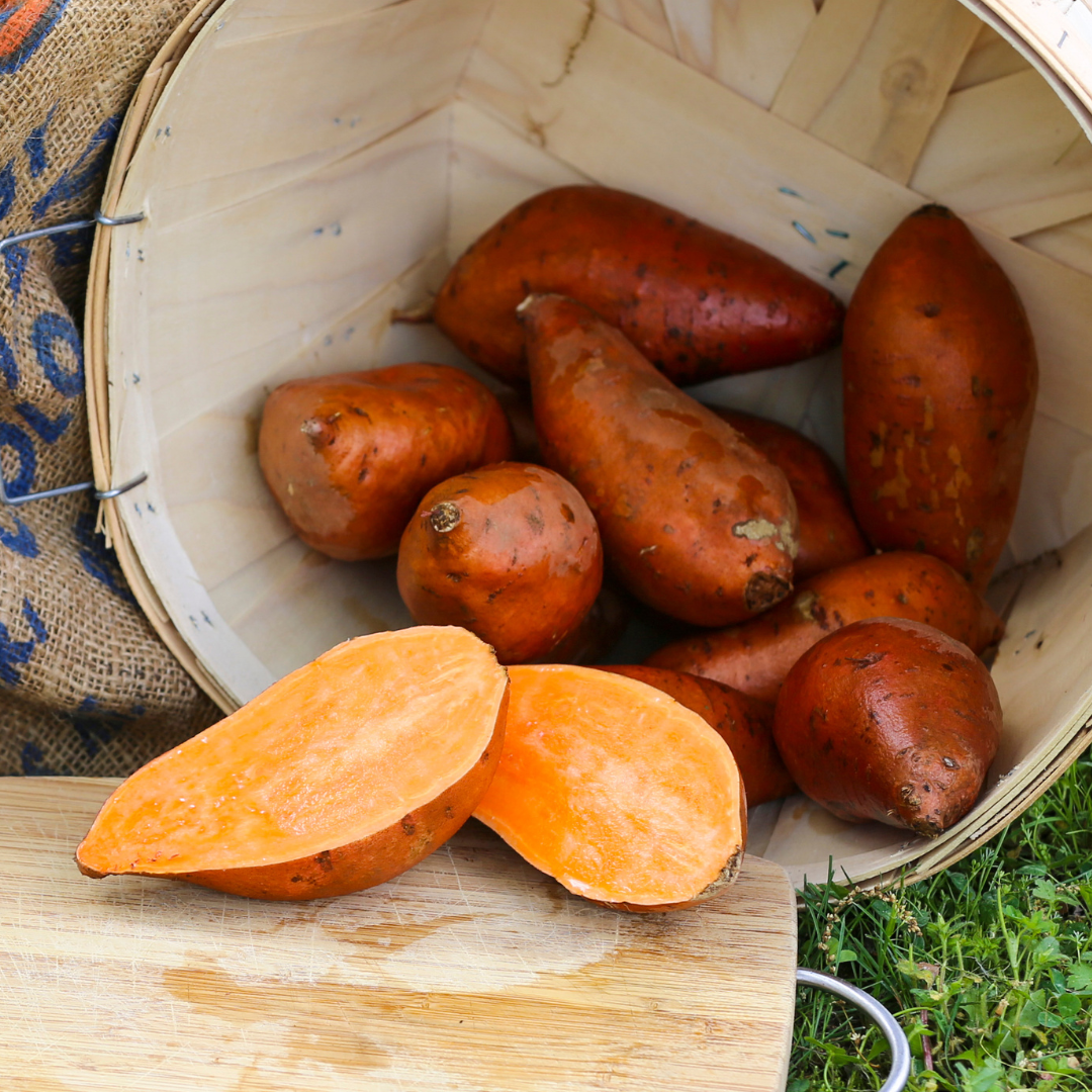 Covington Sweet Potato Plants - Steele Plant Company