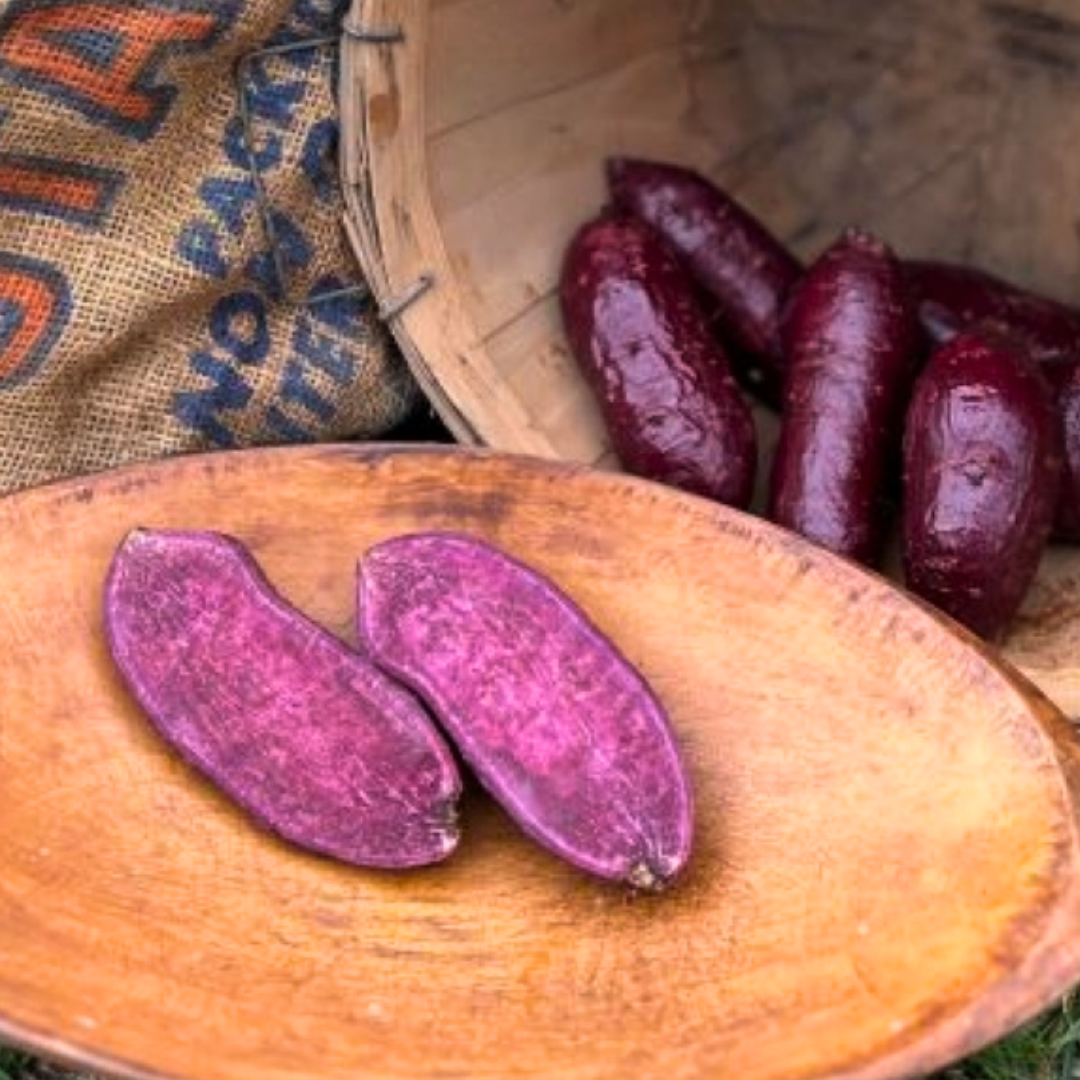 Purple Passion Sweet Potato Plants - Steele Plant Company