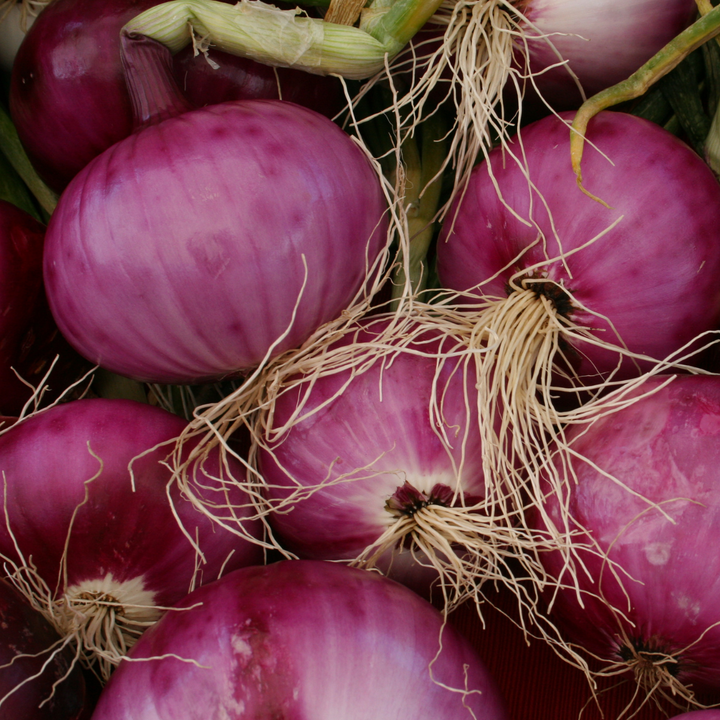 Intermediate Day Onion Plants Farm Fresh Steele Plant Company intermediate-day-onion-plants-farm-fresh-steele-plant-company
