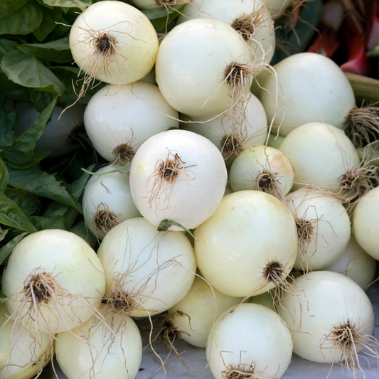 Intermediate Day Onion Plants Farm Fresh Steele Plant Company intermediate-day-onion-plants-farm-fresh-steele-plant-company