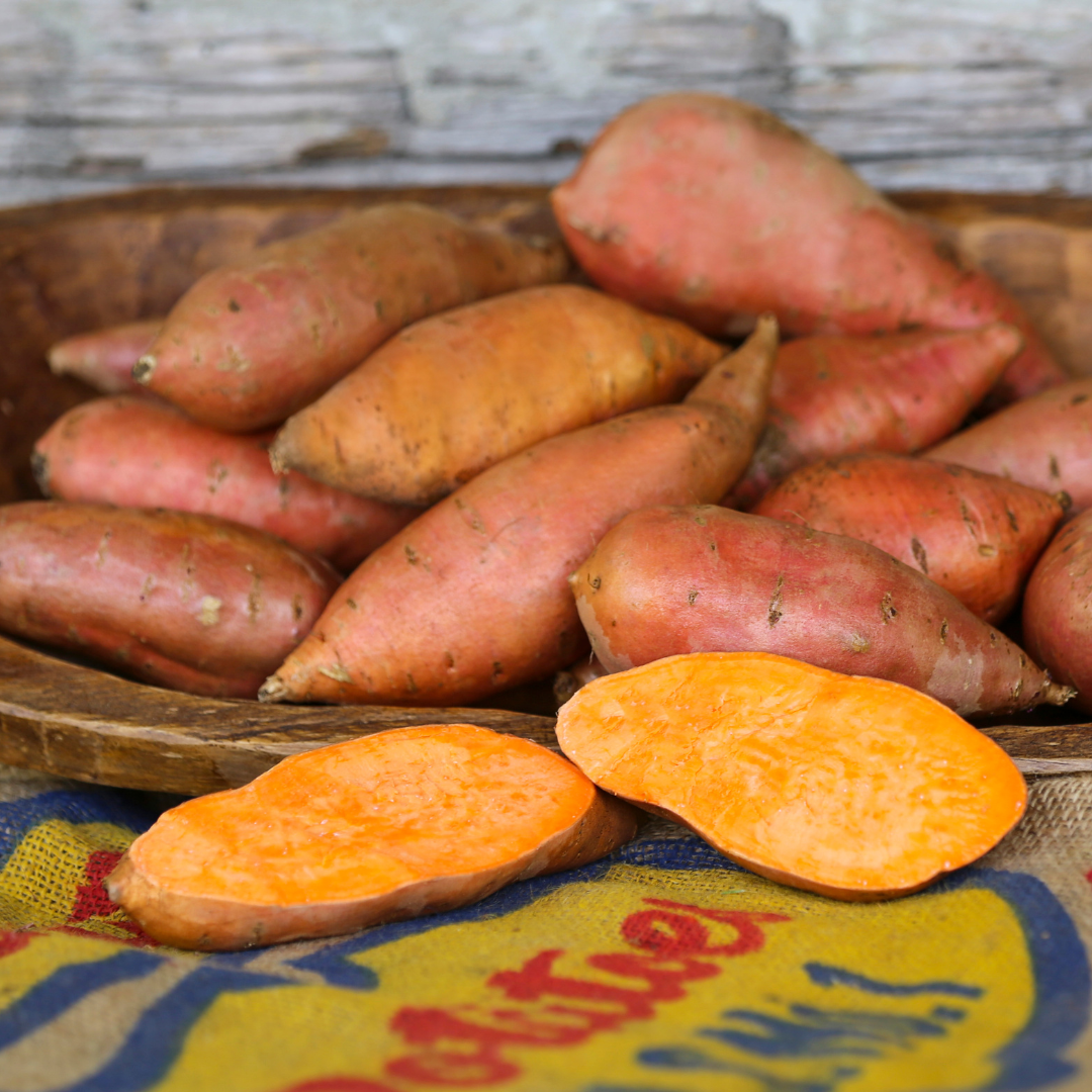 Vardaman Sweet Potato Plants - Steele Plant Company